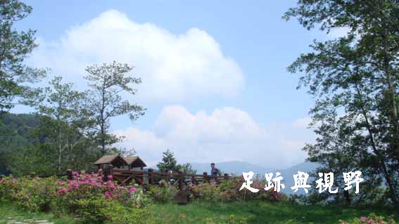 10夏季百花盛放.JPG 10夏季百花盛放.JPG