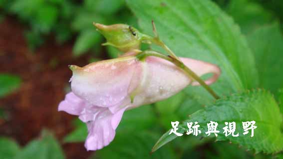 11紫花鳳仙花.JPG 11紫花鳳仙花.JPG