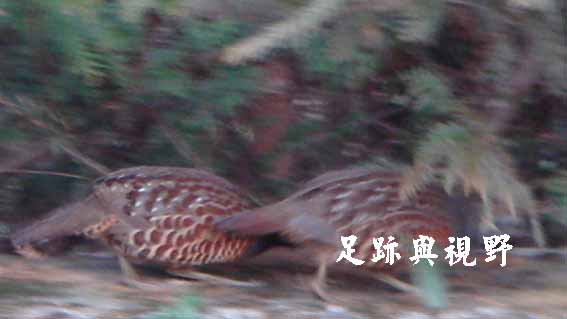 12竹雞.JPG 12竹雞.JPG