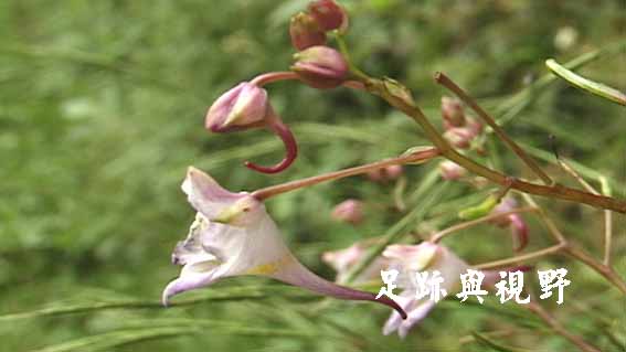 16棣慕華鳳仙花.JPG 16棣慕華鳳仙花.JPG