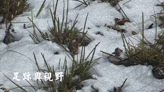 17冬天的觀霧是白色的色調.JPG 17冬天的觀霧是白色的色調.JPG