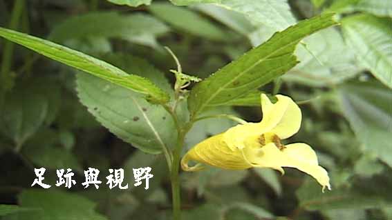 23黃花鳳仙花.JPG 23黃花鳳仙花.JPG