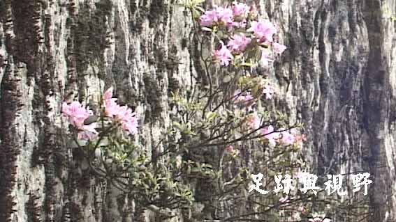 37山璧上的杜鵑花.JPG 37山璧上的杜鵑花.JPG