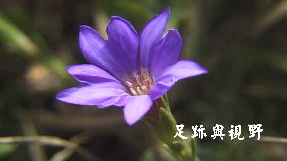 39阿里山龍膽.JPG 39阿里山龍膽.JPG