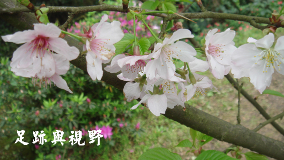 14如櫻花的特寫.JPG 14如櫻花的特寫.JPG