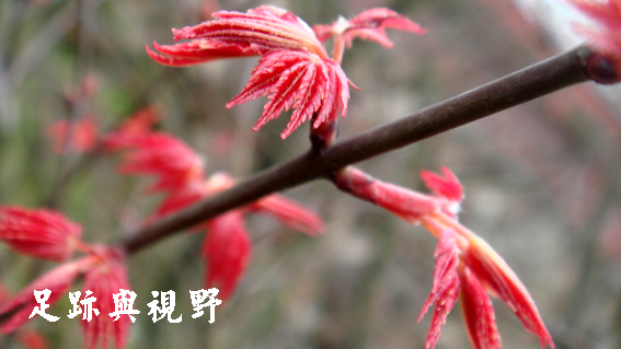 23加拿大小葉楓已經開始長新芽了.JPG 23加拿大小葉楓已經開始長新芽了.JPG