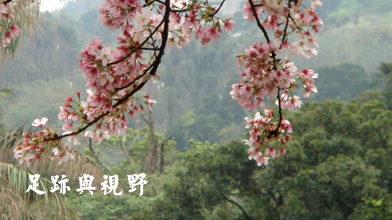20花期就是這麼捉摸不定~呵!.JPG 20花期就是這麼捉摸不定~呵!.JPG
