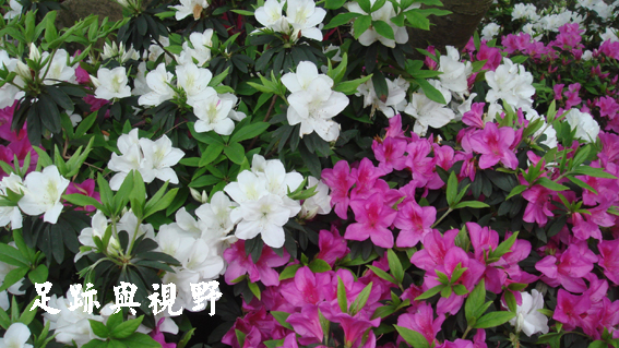 19其實盛開的杜鵑花也相當熱情洋溢.JPG 19其實盛開的杜鵑花也相當熱情洋溢.JPG