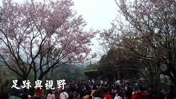 16這一棵是目前最盛開最漂亮的櫻花.JPG 16這一棵是目前最盛開最漂亮的櫻花.JPG