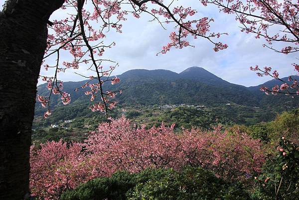 台北--大埔農場紗帽山富士櫻