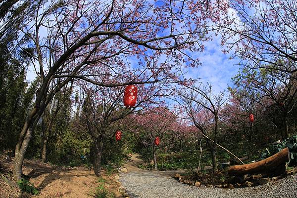 台北--大埔農場紗帽山富士櫻