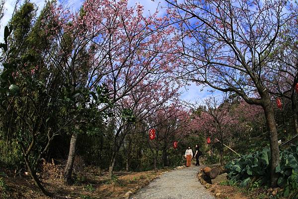 台北--大埔農場紗帽山富士櫻