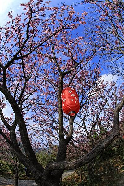 台北--大埔農場紗帽山富士櫻