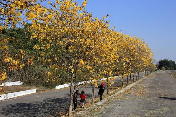 彰化--陳井寮等黃花風鈴木