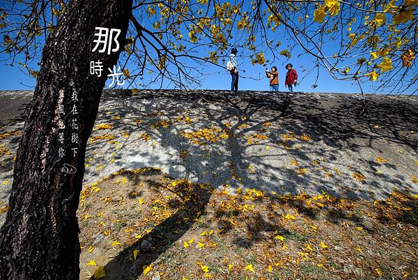 彰化--陳井寮等黃花風鈴木