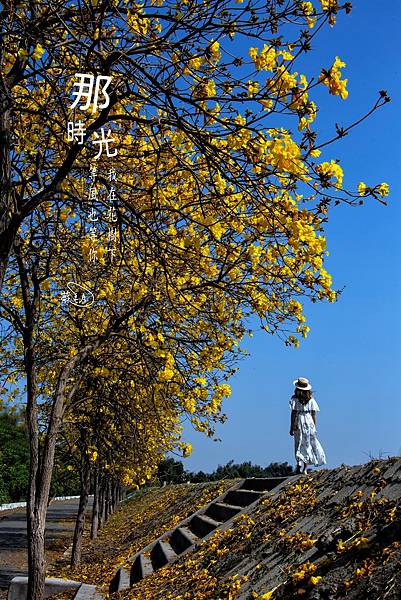 彰化--陳井寮等黃花風鈴木