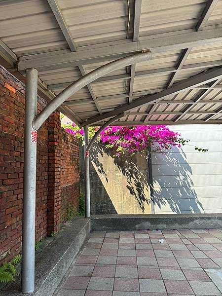 桃園--美麗的九重葛