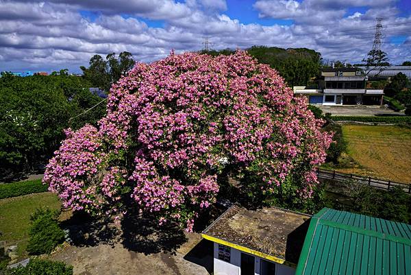 桃園--楊梅紫城農場花開