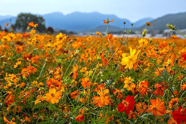 臺中--2025新社花海