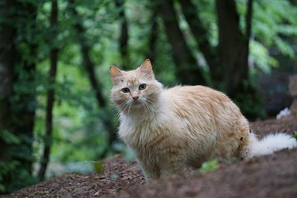 養毛小孩能幫助我們理解「無常」與「分離」嗎？