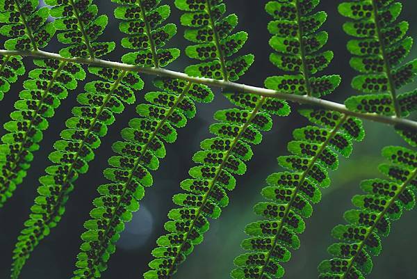 毛小孩離世後，我們如何找到新的心靈寄託