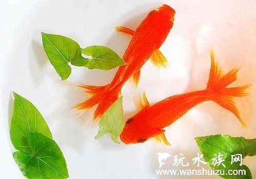 魚鄉 金魚常見氣泡病的治療方法 圖文 魚鄉分部二 痞客邦