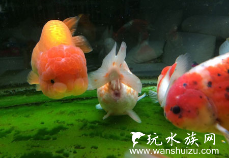 魚鄉 金魚腸炎病的表現症狀及防治方法 圖文 魚鄉分部四 痞客邦 魚鄉 金魚腸炎病的表現症狀及防治方法 圖文 魚鄉分部四 痞客邦