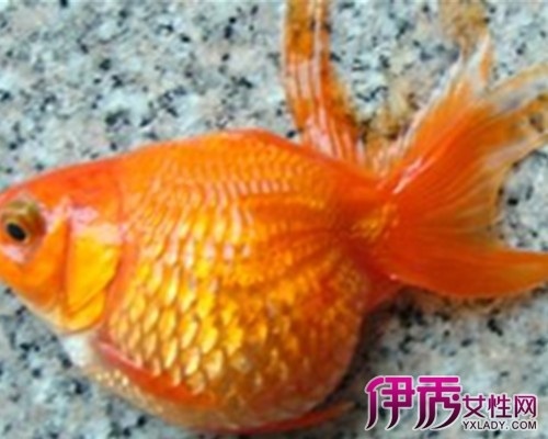 魚鄉 金魚腸炎病什麼症狀細述如何預防金魚得此病 圖文 魚鄉分部三 痞客邦 魚鄉 金魚腸炎病什麼症狀細述如何預防金魚得此病 圖文 魚鄉分部三 痞客邦