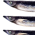 秋刀魚-105.jpg