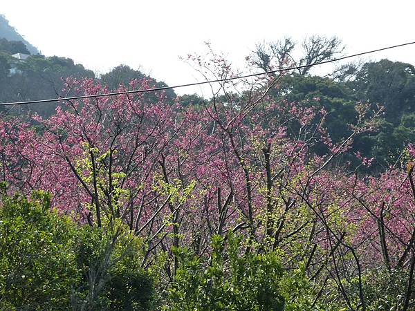 陽明山賞櫻