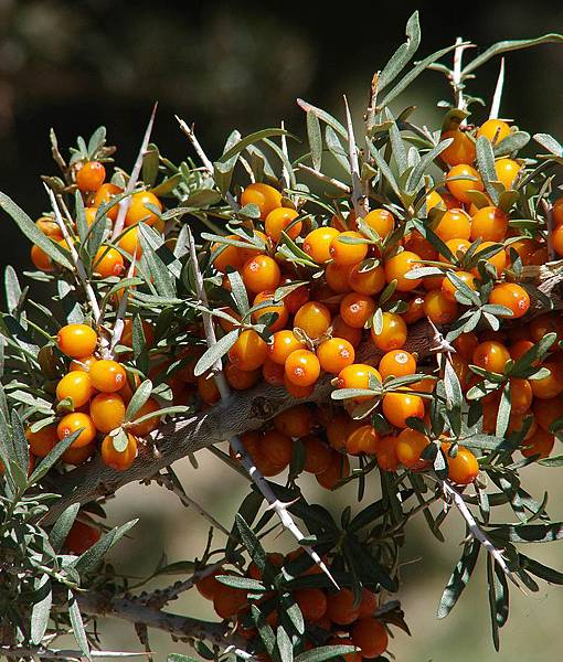 800px-Seabuckthorn_berries,_Nubra_valley,_Ladakh.jpg