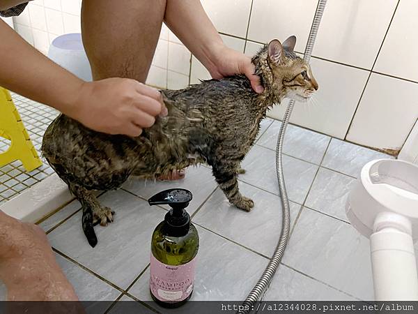 ◤Tigger體驗◢【可沛寵藥】絲胺植萃寵物沐浴乳―針對不同