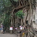 泰國樹中廟1