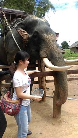 2015泰大象