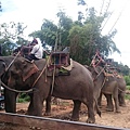 2015泰國騎大象5