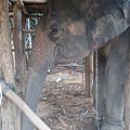 2015泰國騎大象6