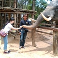 2015泰國騎大象18