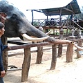 2015泰國騎大象19
