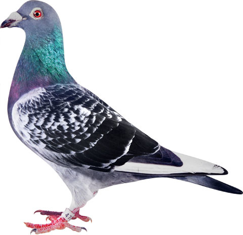 彼柏曼 陳小承 浪漫裕 痞客邦