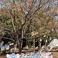 S__471752706.jpg