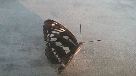 DSC_0142.JPG DSC_0142.JPG