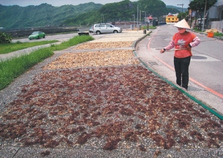 消暑聖品石花菜 Gelidium 海燕窩寒天 かんてん 台灣國寶 痞客邦