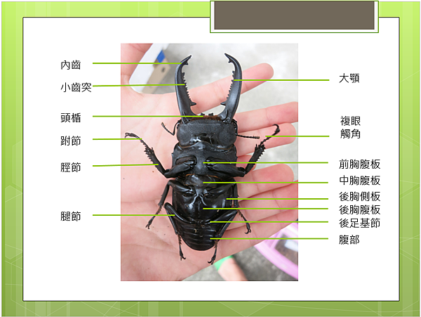 淺談鍬形蟲 A198的甲蟲部落格 痞客邦