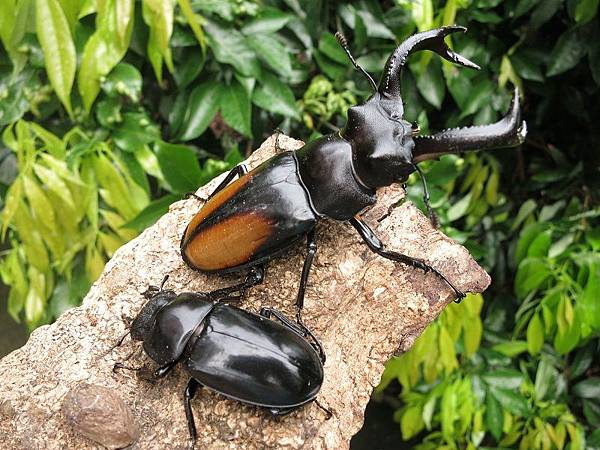 IMG_1631.JPG IMG_1631.JPG