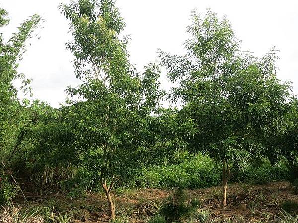 IMG_3486.JPG IMG_3486.JPG