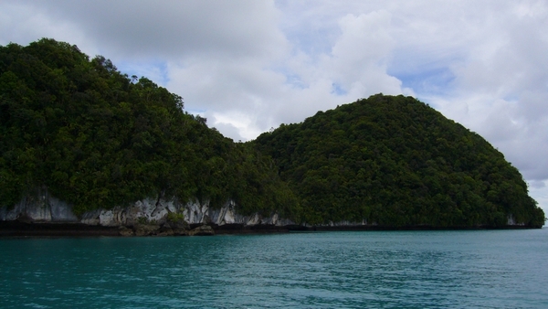 帛琉都是這種香菇的島嶼