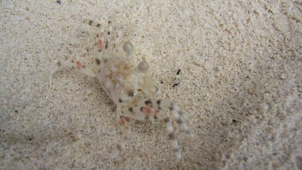 沙灘上的透明螃蟹