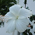 帛琉隨處可見的花