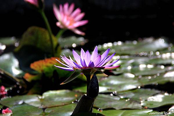 IMG_3018 IMG_3018