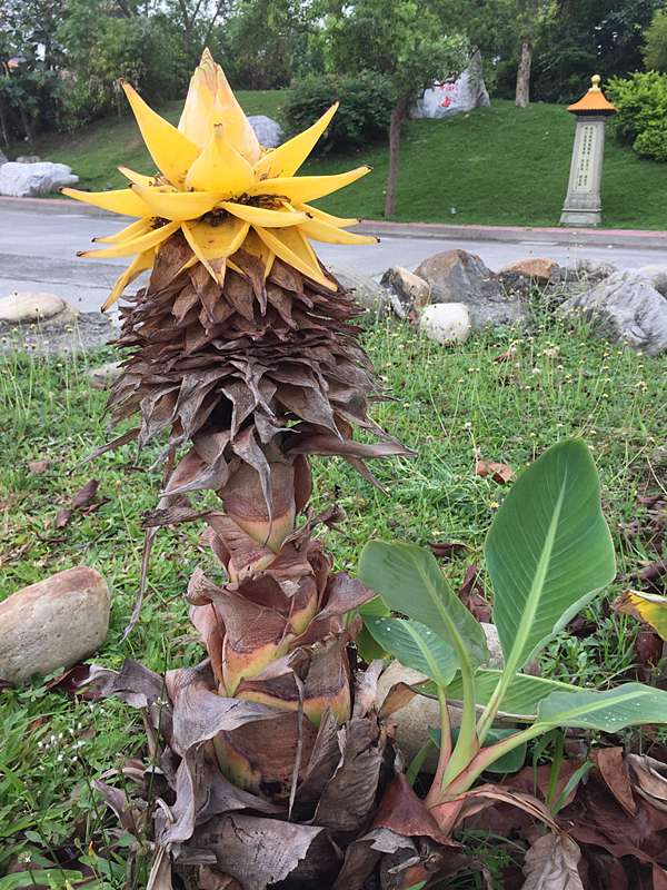 植物篇 地湧金蓮 碧兒的足跡 痞客邦